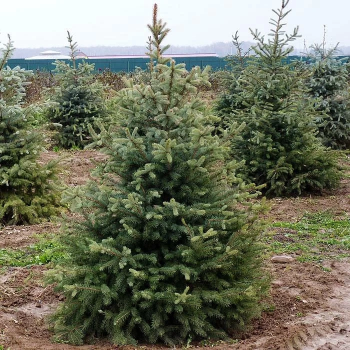 сизая ель саженцы купить в алматы питомник растений plants